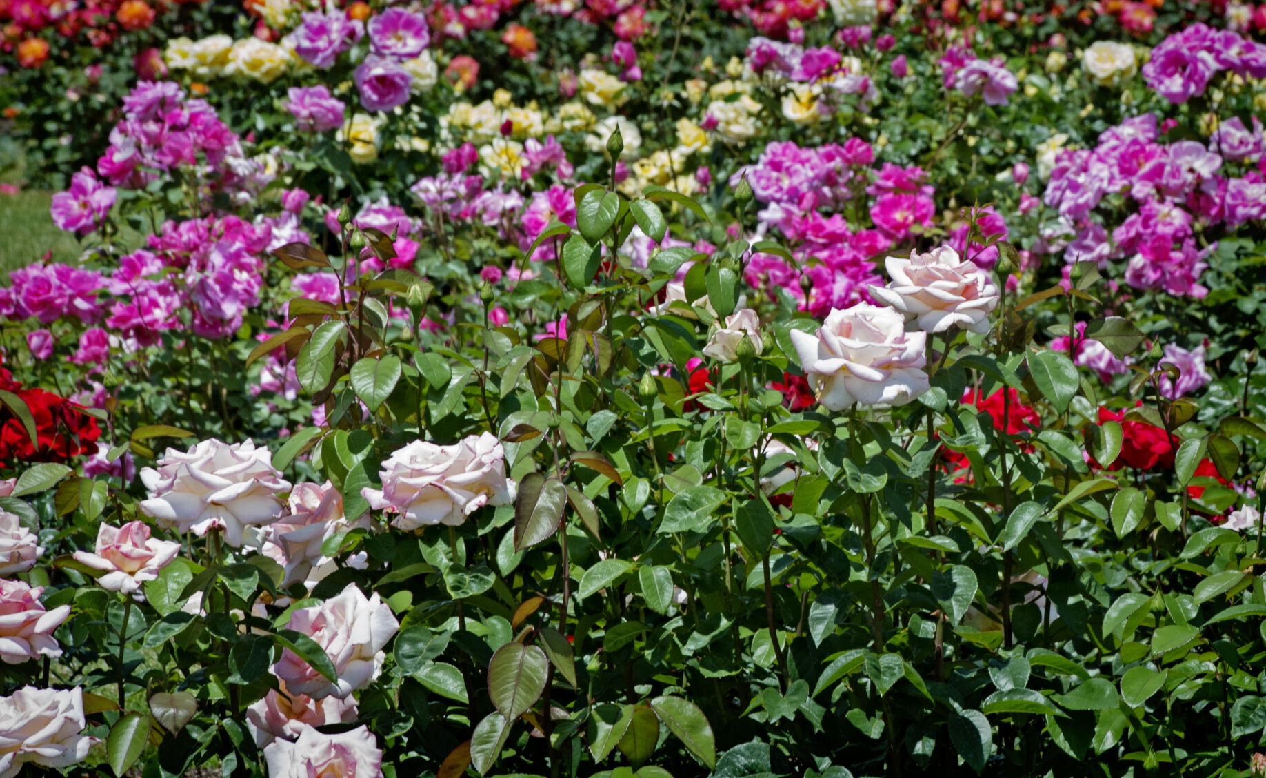 Hershey Gardens roses